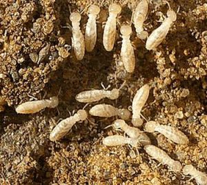 Termite Inspection Austin Texas